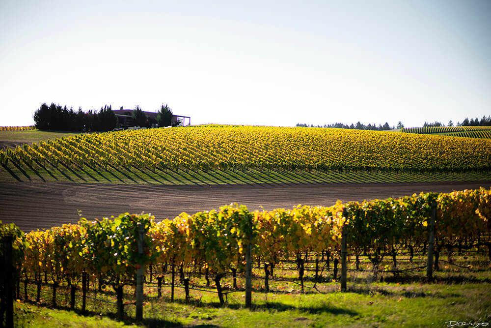 Photos with Communique Wines in McMinville, Oregon, in the Fall of 2020.